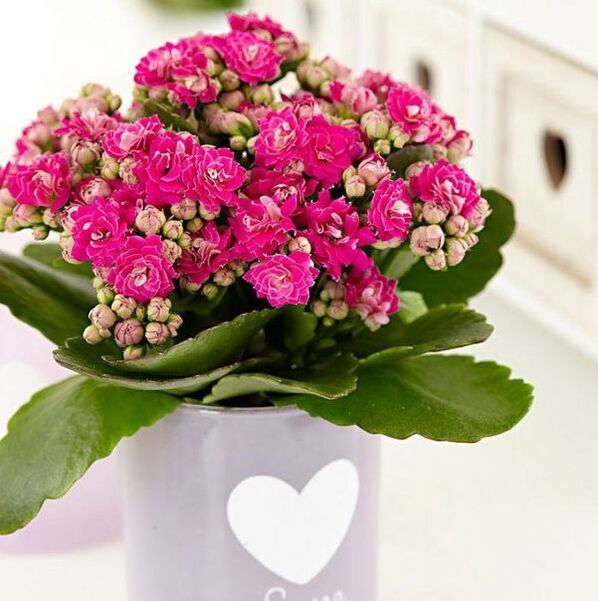 Kalanchoe για τη θεραπεία της προστατίτιδας