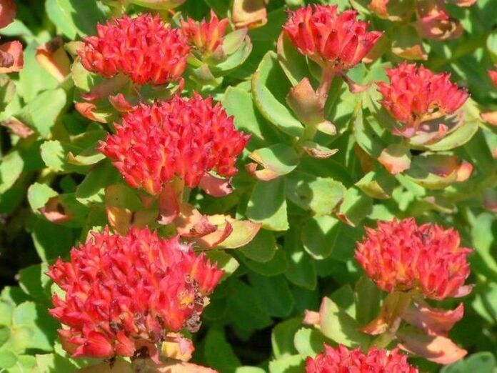 Rhodiola rosea για τη θεραπεία της προστατίτιδας